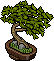 Japon Boxthorn Bonsai