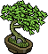 Doğu Yapraklı Bonsai