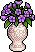Mor Amaryllis