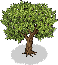 olympus_c25_olivetree name